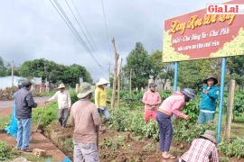 Làng hoa dã quỳ dưới chân núi lửa Chư Đang Ya