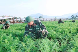 Quân đoàn 3: Đảm bảo điều kiện cho bộ đội đón Tết