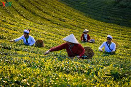 Đồi chè Long Cốc đẹp mê hồn trong ánh bình minh