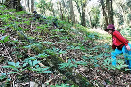 Cảnh báo sâm Ngọc Linh giả!