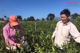 Gia Lai: Cần cây giống mắc ca thực sinh khỏe, để Xuân 2020 ghép cành