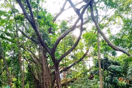 Rừng đa cổ thụ âm u, bí hiểm ở Quảng Nam, có cây 1.000 năm tuổi