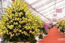 Chậu lan hồ điệp giá 106 triệu xuống phố đón Tết Canh Tý