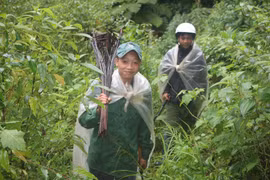 Săn lùng 'kẻ trộm báu vật' của đại ngàn