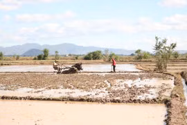 Phú Thiện: Ưu tiên gieo trồng giống lúa xác nhận