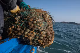 Sinh vật biển có nguy cơ tuyệt diệt vì "cơn khát" của người Trung Quốc