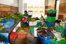 Giá rau giảm mạnh, nhiều nông dân thất thu