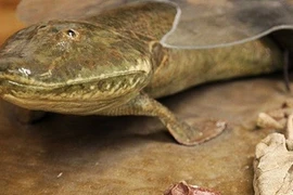 Loài cá cổ đại Tiktaalik roseae đã đi bộ trên mặt đất như thế nào?