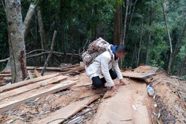 Xã 'linh động', rừng tan hoang: Chủ tịch HĐND, bí thư xã thuê người cắt gỗ trái phép