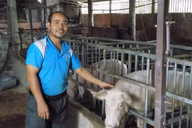 Gia Lai: Hướng dẫn người chăn nuôi thận trọng khi tái đàn heo