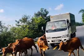 Tái diễn tình trạng bò thả rông trên quốc lộ