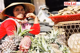 Trồng dứa son chưng Tết