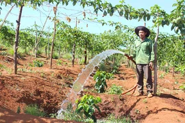 Đak Đoa: Nông dân liên kết sử dụng điện sản xuất