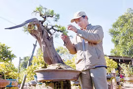 "Thổi hồn" bonsai