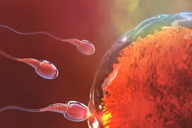 Phát hiện gien gây vô sinh ở nam giới, mở ra hướng điều trị hiệu quả