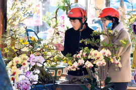 Sắc xuân ngập tràn Phố núi