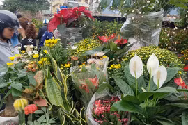 Trồng 10 cây này trong ngày Tết, cả năm tài lộc xua đi không hết