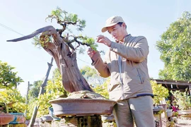 "Thổi hồn" bonsai