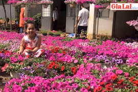 Sắc Xuân trên những vườn trồng hoa ngắn ngày