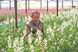 Tất bật rau, hoa vụ tết