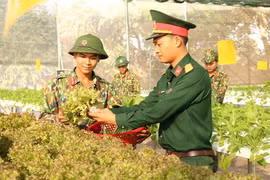 Đức Cơ: Bộ đội tiên phong trồng rau thủy canh