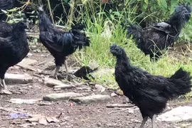 Thương lái lùng mua gà 'mặt quỷ'