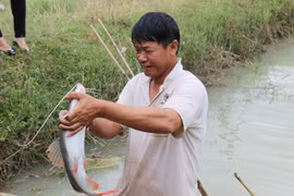 Nuôi loài cá quý hiếm vây đỏ như son ở ao đất, bán 300 ngàn/ký