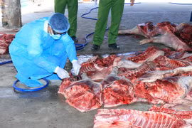 Bắt quả tang cơ sở thu mua heo chết về xẻ thịt bán ra thị trường