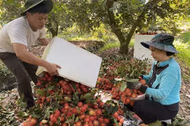 Cửa khẩu tạm đóng cửa, chôm chôm rớt giá ngay sau tết