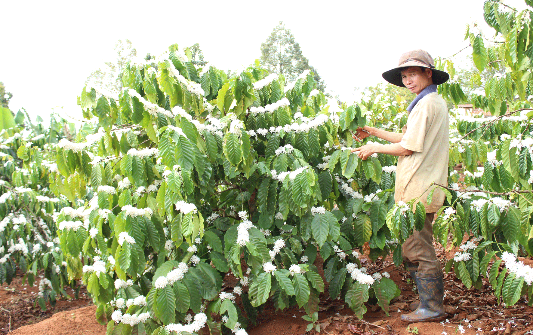 Nông dân ước vọng mùa màng bội thu