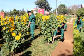 Những vườn hoa xuân của lính