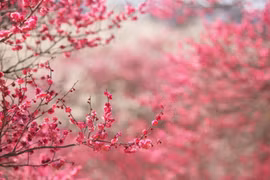 Tết, nghĩ về một chữ: ĐỦ