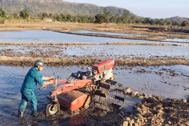 Nước về trên cánh đồng làng Vơng Chép