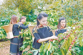 Xuân ở làng nông thôn mới