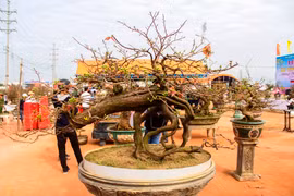 Ngắm "khủng long bạo chúa, vũ nữ chân dài" ở hội thi "đại lão mai"