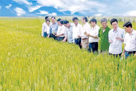 Sức bật từ hợp tác xã kiểu mới ở Phú Thiện