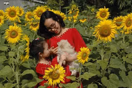 Hàng trăm nghìn người đến 'check in' vườn hoa hướng dương ở phố núi Pleiku