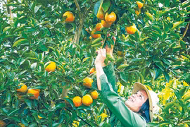 Nông nghiệp công nghệ cao: Xu hướng tất yếu