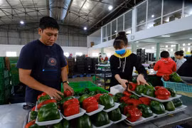 Giá rau Đà Lạt sẽ không 'nhảy múa'