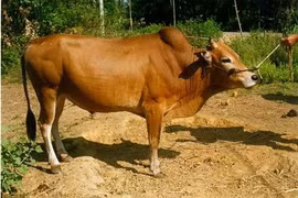 Đak Pơ: Tạm giữ 2 đối tượng trộm bò