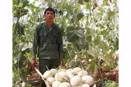 Trồng dưa lưới trong nhà màng tại Chư Sê: Chất lượng tốt, hiệu quả cao