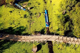 Ngỡ ngàng chiếc cầu tre dài nhất Việt Nam nằm giữa rừng tràm