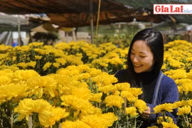 Rực rỡ chợ hoa Tết Canh Tý 2020