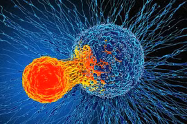 Phát hiện cơ chế miễn dịch 'có thể điều trị mọi loại ung thư'