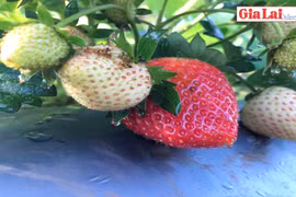 Vườn dâu tây sạch níu chân du khách