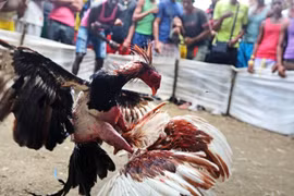 Gà chọi đâm chết một người đàn ông