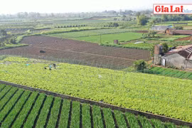 Nông dân "mất Tết" vì giá rau giảm mạnh