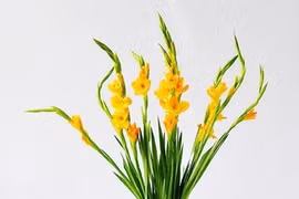 Ngày tết có lọ hoa lay ơn để mang đến may mắn, điềm lành