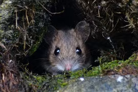 9 điều thú vị về loài chuột