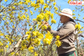"Thủ phủ" mai rừng Ia Kênh vào Tết